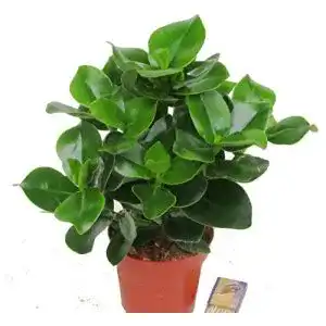 Clusia botanicly rosea, Balsamapfel,12 cm Topf, ca. 35 cm