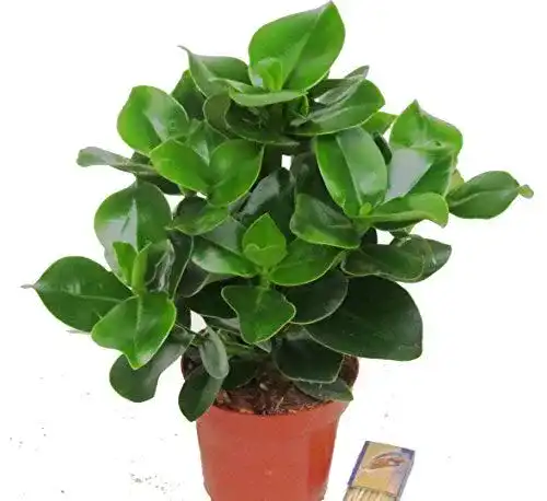 Clusia botanicly rosea, Balsamapfel,12 cm Topf, ca. 35 cm