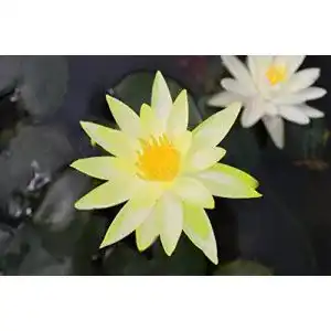 Seerosen Wasserpflanzen Wolff, Nymphaea ‘Colonel A. J. Welch’