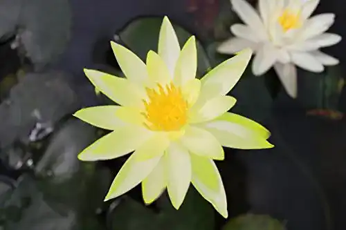 Seerosen Wasserpflanzen Wolff, Nymphaea ‘Colonel A. J. Welch’