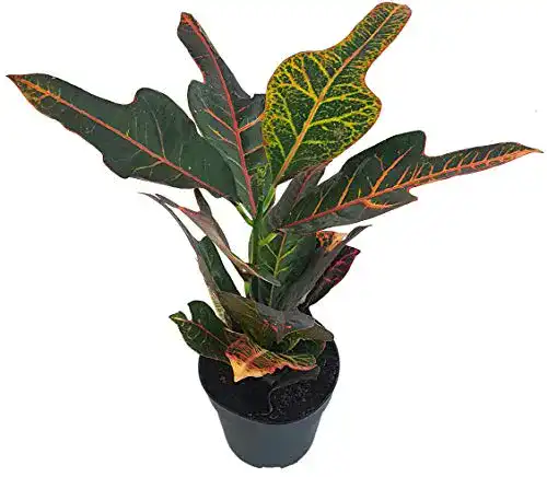 Kroton Fangblatt, Codiaeum Croton Exellent, farbenfroh