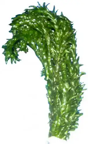 Wasserpest aquariumpflanzen.net Aquarienpflanze Egeria densa