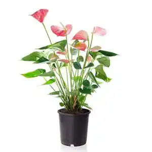 Flamingoblume Sense of Home, Anthurium Pink, ca. 55-65 cm