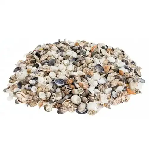 Dekomuscheln NaDeco Muschelmix ‘Small’, ca. 1kg | Bastelmuscheln