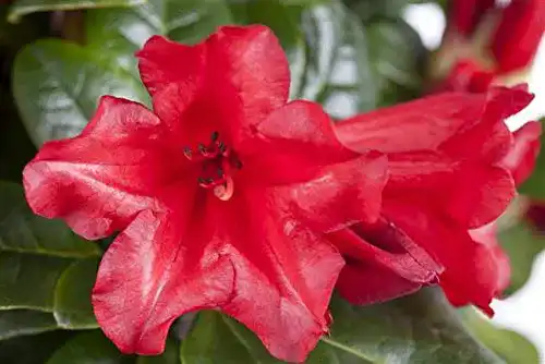 Rhododendron Rot PlantaPro repens Scarlet Wonder