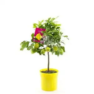 Zitronenbaum Blumen Senf Citrus limon lunario 80-100 cm