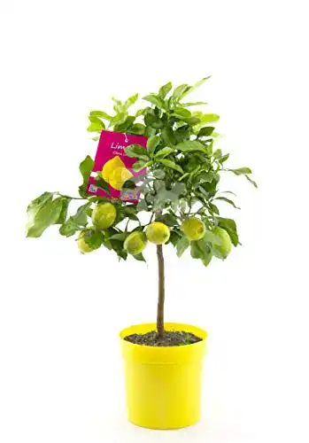 Zitronenbaum Blumen Senf Citrus limon lunario 80-100 cm