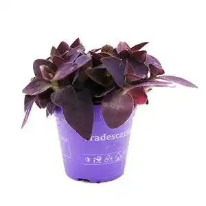 Dreimasterblume exotenherz, Tradescantia pallida, pflegeleicht