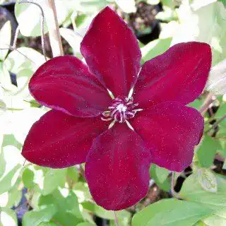 Clematis-Pflanzen Pflanzen Für Dich Clematis ‘Westerplatte’