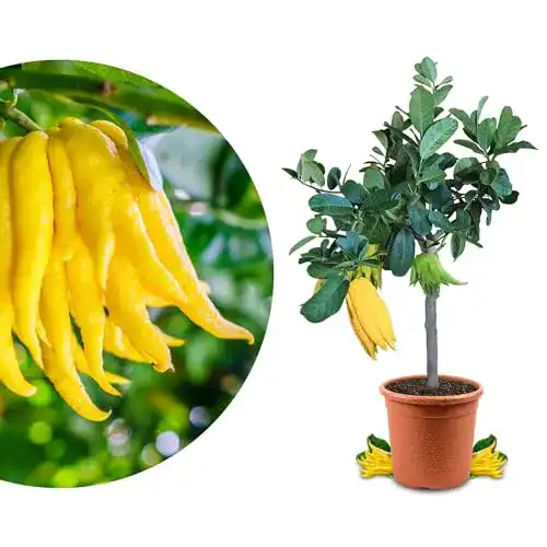 Die beste Zitronenbaum Meine Orangerie Buddhas Hand Zitrone Mezzo 2026 Test Bestseller Zitronenbaum Meine Orangerie Buddhas Hand Zitrone Mezzo