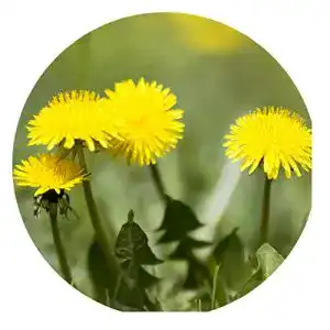 Löwenzahn-Samen Samenquelle.de Löwenzahn, 50 Samen