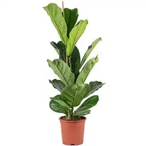 Ficus FLOWERBOX Geigenfeige, Lyrata, Höhe ca. 100 cm