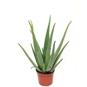 Aloe-vera-Pflanze Blumen Senf Echte 2 Pflanzen Aloe Vera