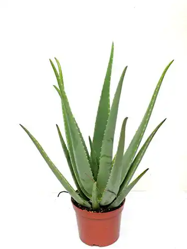 Aloe-vera-Pflanze Blumen Senf Echte 2 Pflanzen Aloe Vera