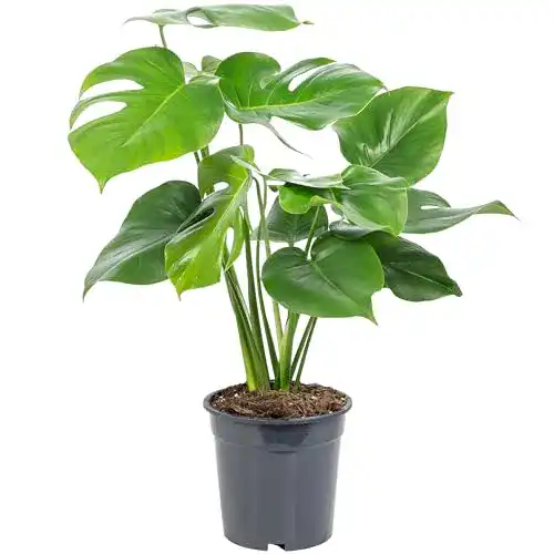 Monstera-Pflanze FLOWERBOX Monstera Deliciosa, ca. 75 cm