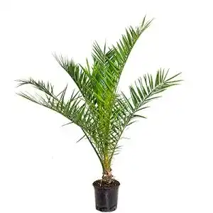 Dattelpalme Bloomique Phoenix ‘Canariensis’ Winterhart ⌀19 cm