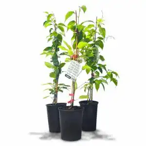 Kiwibaum Unbekannt Kiwibeeren Ernte-Trio “Rot & Grün” 3 Pfl.