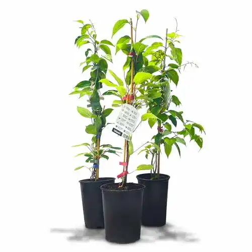 Kiwibaum Unbekannt Kiwibeeren Ernte-Trio “Rot & Grün” 3 Pfl.