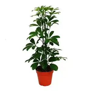 Schefflera exotenherz, Strahlenaralie, “Nora” grünlaubig