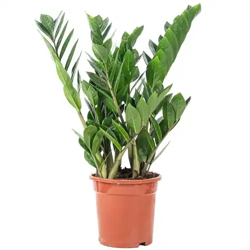 Glücksfeder FLOWERBOX Zamioculcas zamiifolia 3+, ca. 55 cm