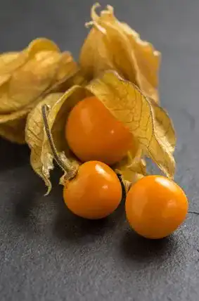 Physalis-Samen Seedeo Gemüse Raritäten Seedeo Peruanisch
