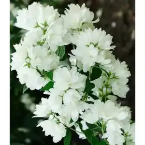 Jasmin-Pflanze BALDUR Garten Bauern-Jasmin, 1 Pflanze