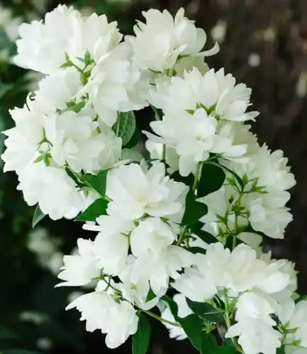 Jasmin-Pflanze BALDUR Garten Bauern-Jasmin, 1 Pflanze