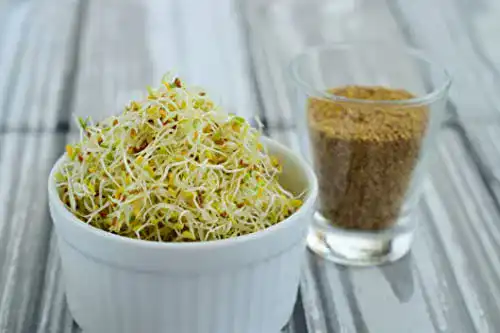 Die beste Alfalfasprossen Generisch 500 g Alfalfa Samen Bio Keimsaat 2026 Test Bestseller Alfalfasprossen Generisch 500 g Alfalfa Samen Bio Keimsaat
