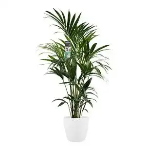 Kentia-Palme botanicly Kentia Palme in weißem Übertopf als Set
