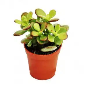 Crassula exotenherz, portulacea minor, Pfennigbaum, 5,5cm Topf