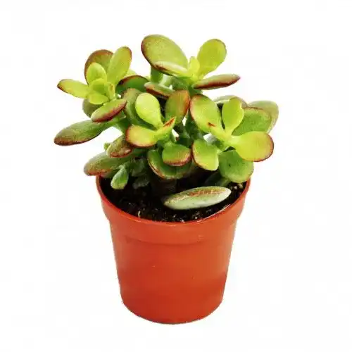 Crassula exotenherz, portulacea minor, Pfennigbaum, 5,5cm Topf