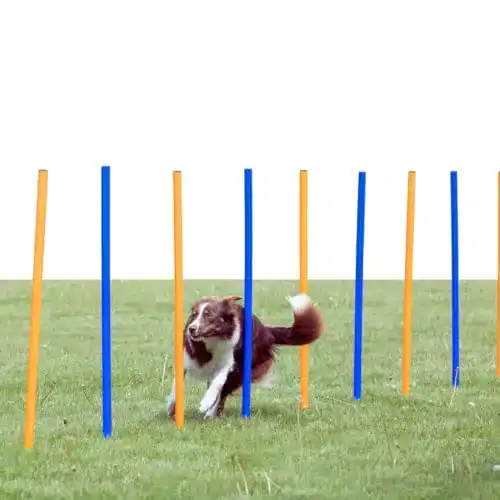 Slalomstange TRIXIE 3206 Dog Activity Agility Slalom, Kunststoff, ø 3 × 115 cm, 12 St.