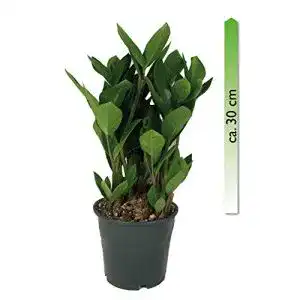 Glücksfeder mgc24, Pflanzenservice Zamioculcas zamiifolia