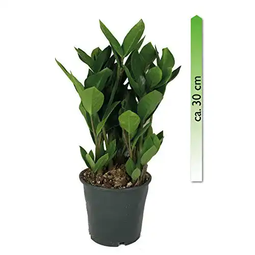 Glücksfeder mgc24, Pflanzenservice Zamioculcas zamiifolia