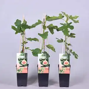 Feigenbaum Plantenwelt, Ficus carica Brown Turkey 40 – 60 cm