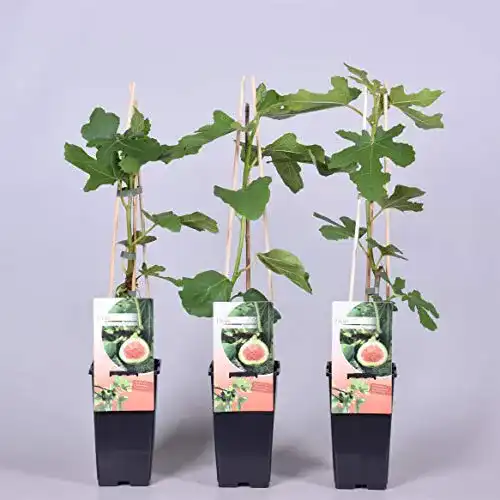 Feigenbaum Plantenwelt, Ficus carica Brown Turkey 40 – 60 cm