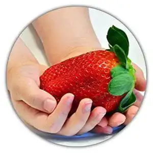 Beeren-Samen Samenquelle.de Riesenerdbeeren 50 Samen