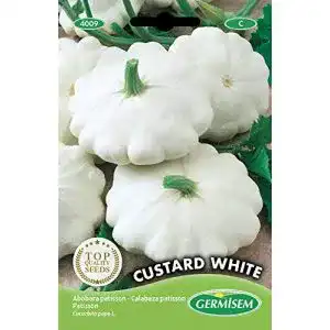 Zierkürbis-Samen Germisem Kürbis CUSTARD WHITE, mehrfarbig