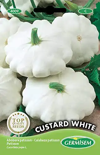 Zierkürbis-Samen Germisem Kürbis CUSTARD WHITE, mehrfarbig