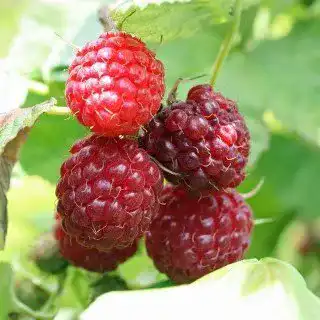 Himbeerstrauch PlantaPro Himbeere ‘Aroma Queen’