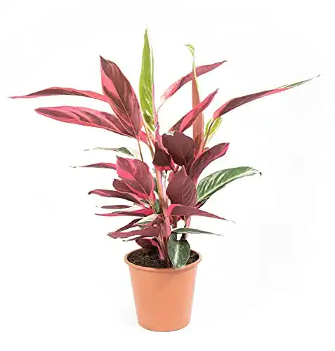 Korbmarante mgc24 Calathea stromantha Triostar, ca. 35cm