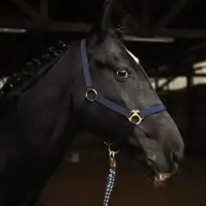 Halfter Pferdelinis für Pferd Warmblut, Vollblut, Kaltblut