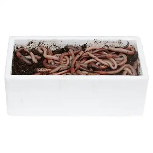 Die beste Angelwürmer proinsects 48 STK. kanadische Tauwürmer 2026 Test Bestseller Angelwürmer proinsects 48 STK. kanadische Tauwürmer