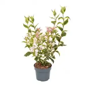Weigelie Plantenwelt Wiesmoor Weigela florida Nana Variegata