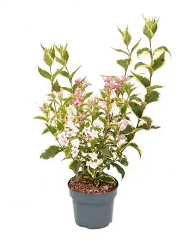 Weigelie Plantenwelt Wiesmoor Weigela florida Nana Variegata