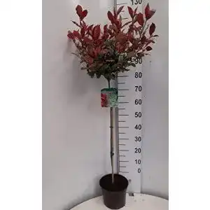 Glanzmispel Pflanzen Böring Stämmchen, Photinia Little Red Robin