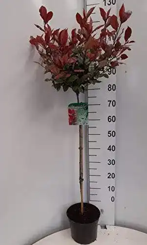 Glanzmispel Pflanzen Böring Stämmchen, Photinia Little Red Robin