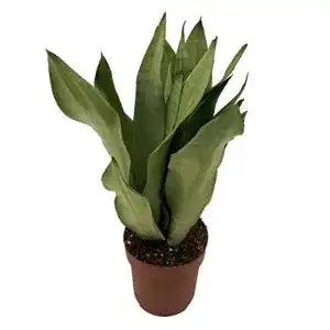 Bogenhanf unsere-gaertnerei-mueller, Sanseveria Monnshine