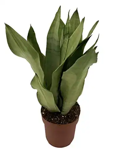 Bogenhanf unsere-gaertnerei-mueller, Sanseveria Monnshine