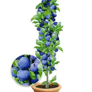 Pflaumenbaum BALDUR Garten Säulen-Zwetschgen ‘Anja®’